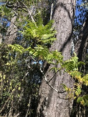 Ailanthus triphysa