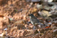 Geokichla spiloptera