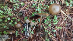 Psilocybe aucklandiae