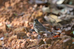 Geokichla spiloptera