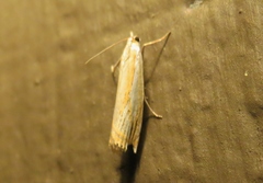 Crambus saltuellus