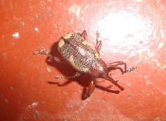 Heilipus guttiger