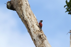 Chrysocolaptes stricklandi