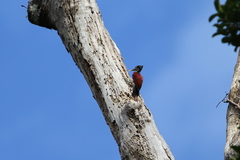 Chrysocolaptes stricklandi