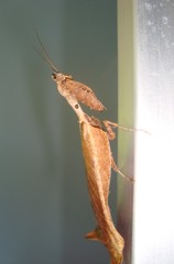 Pseudacanthops caelebs