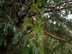 Cynanchum acutum