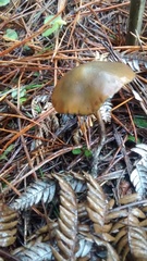 Psilocybe aucklandiae