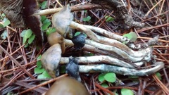 Psilocybe aucklandiae