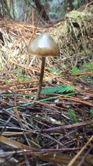 Psilocybe aucklandiae