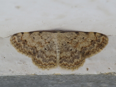 Scopula submutata