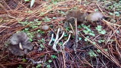 Psilocybe aucklandiae