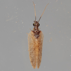 Sympherobius barberi