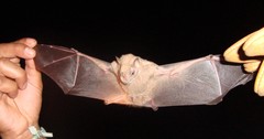 Chiroderma villosum