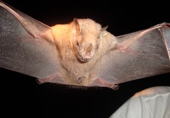 Chiroderma villosum