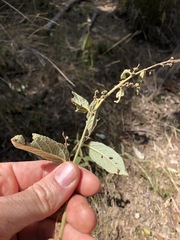 Sida hackettiana
