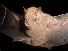 Chiroderma villosum