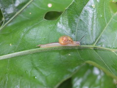 Image of Durgella levicula