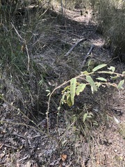 Sida hackettiana
