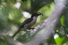 Ocyceros gingalensis