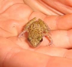 Eleutherodactylus leprus