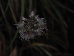 Allium ericetorum