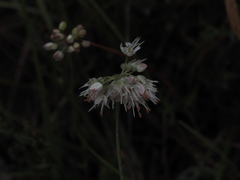 Allium ericetorum