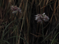 Allium ericetorum