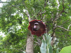 Ensete superbum