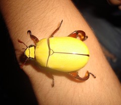 Macropoides crassipes