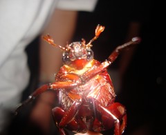 Macropoides crassipes
