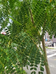 Albizia procera