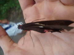 Parides erithalion polyzelus