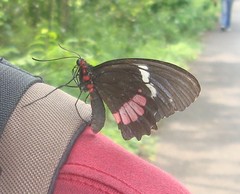 Parides erithalion polyzelus