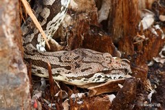 Acrantophis dumerili