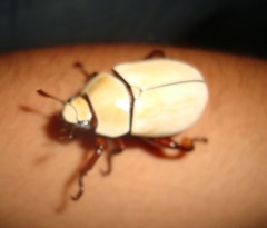 Macropoides crassipes