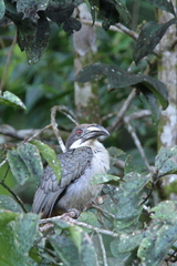 Ocyceros gingalensis