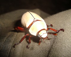 Macropoides crassipes