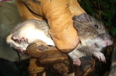 Heteromys desmarestianus