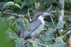 Ocyceros gingalensis