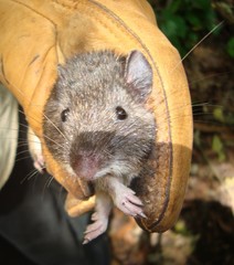 Heteromys desmarestianus