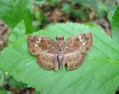 Quadrus lugubris