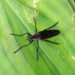Diogmites nigripennis - Photo (c) Ivan Paz-Vinas, algunos derechos reservados (CC BY-NC), subido por Ivan Paz-Vinas