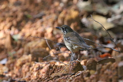 Geokichla spiloptera