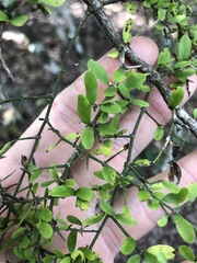 Everistia vacciniifolia nervosa