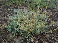 Atriplex verrucifera