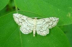 Scopula calotis