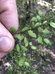 Everistia vacciniifolia nervosa