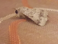 Pandesma robusta