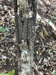 Everistia vacciniifolia nervosa
