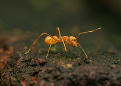 Myrmaplata plataleoides